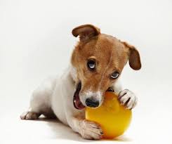 Собака с мячом